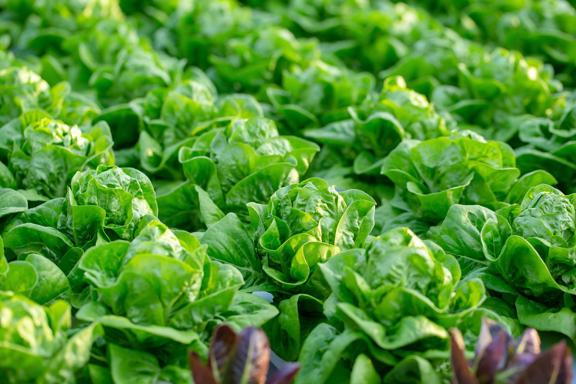 Grow lettuce from seed all year round with these growing tips.