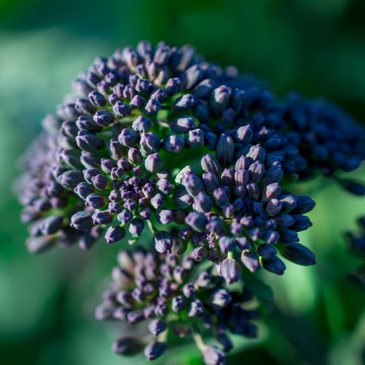 Broccoli Seeds | Purple Sprouting