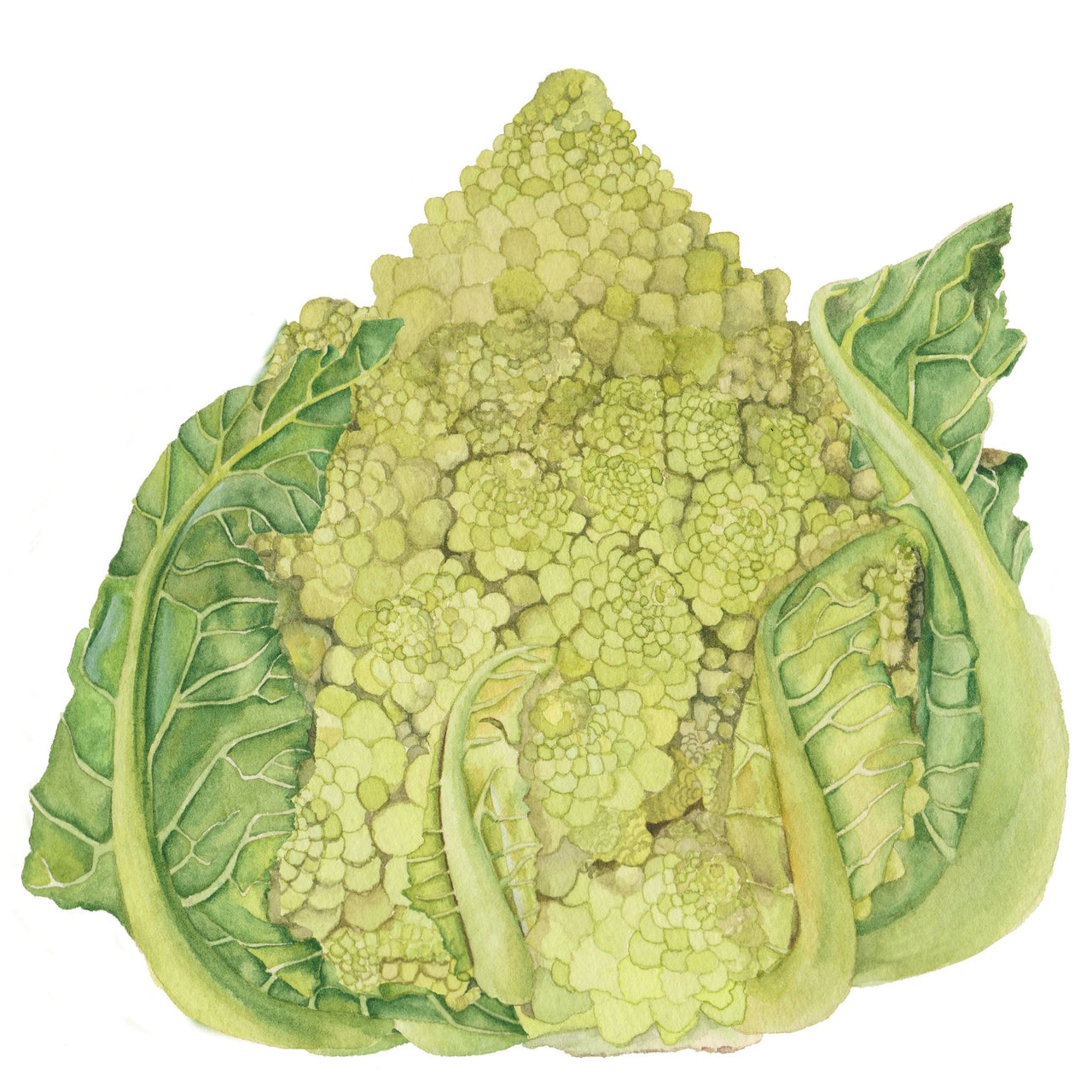 Broccoli Seed | Romanesco