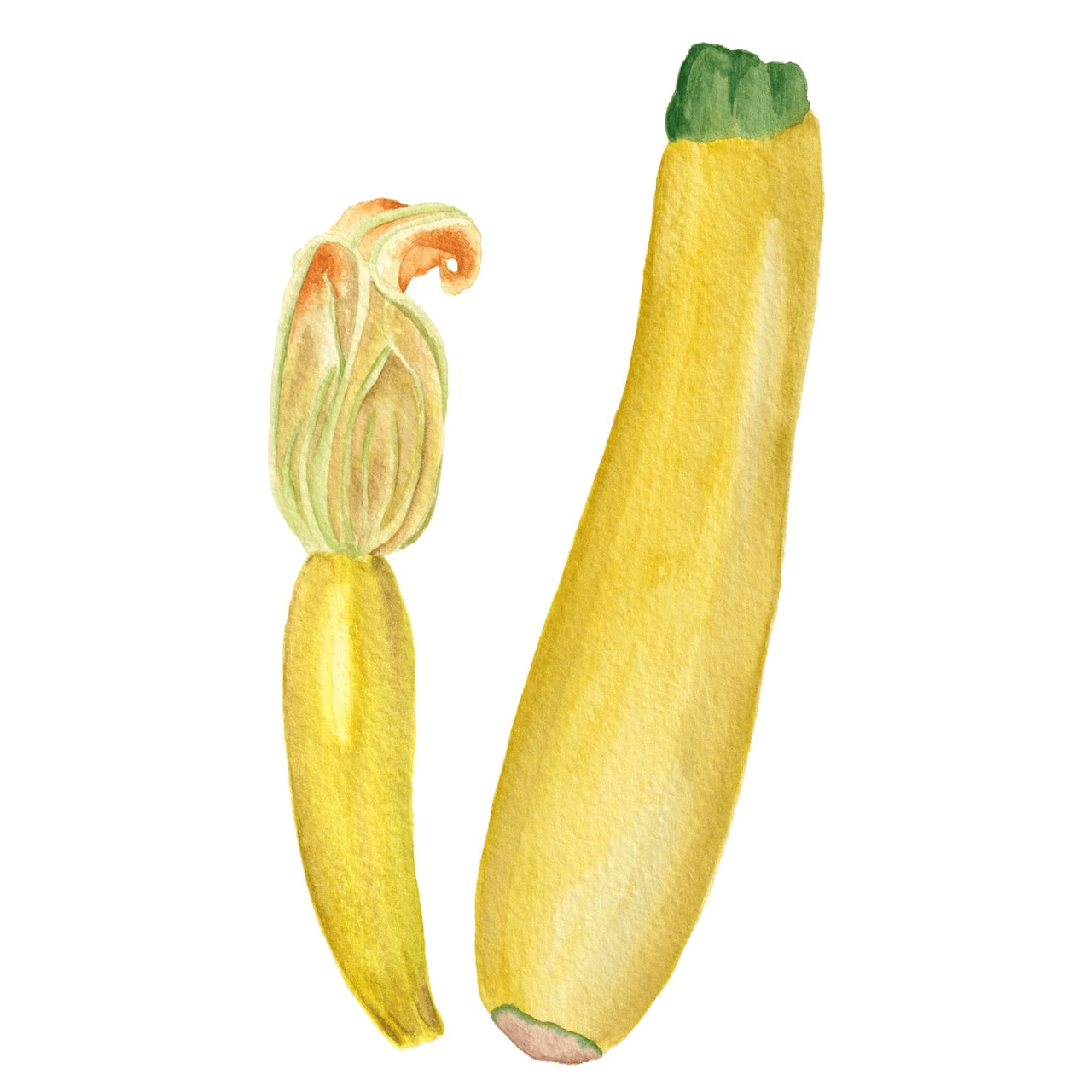 Zucchini Seeds | Golden