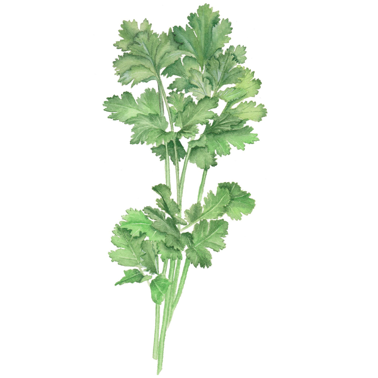 Coriander Seeds | Slowbolt