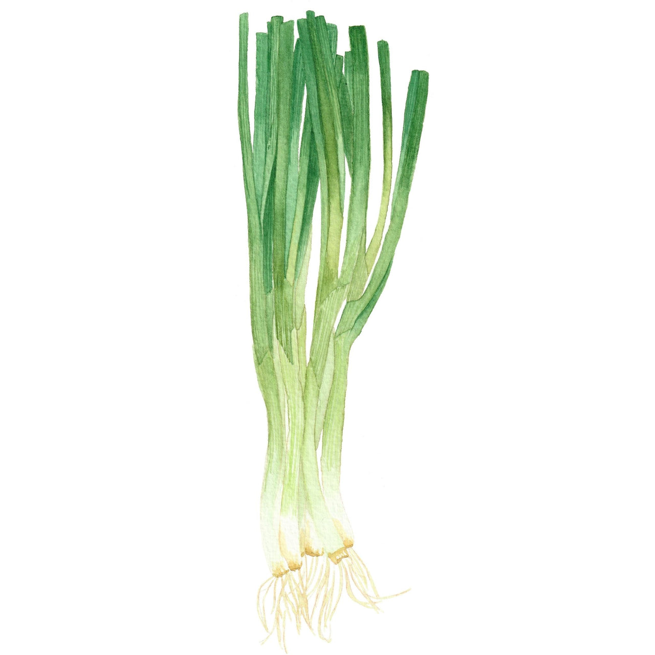 Australian Spring Onion Seeds