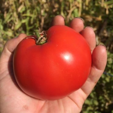 Tomato Seeds | Grosse Lisse