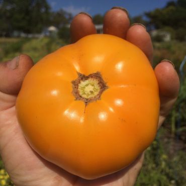 Tomato | Sunray