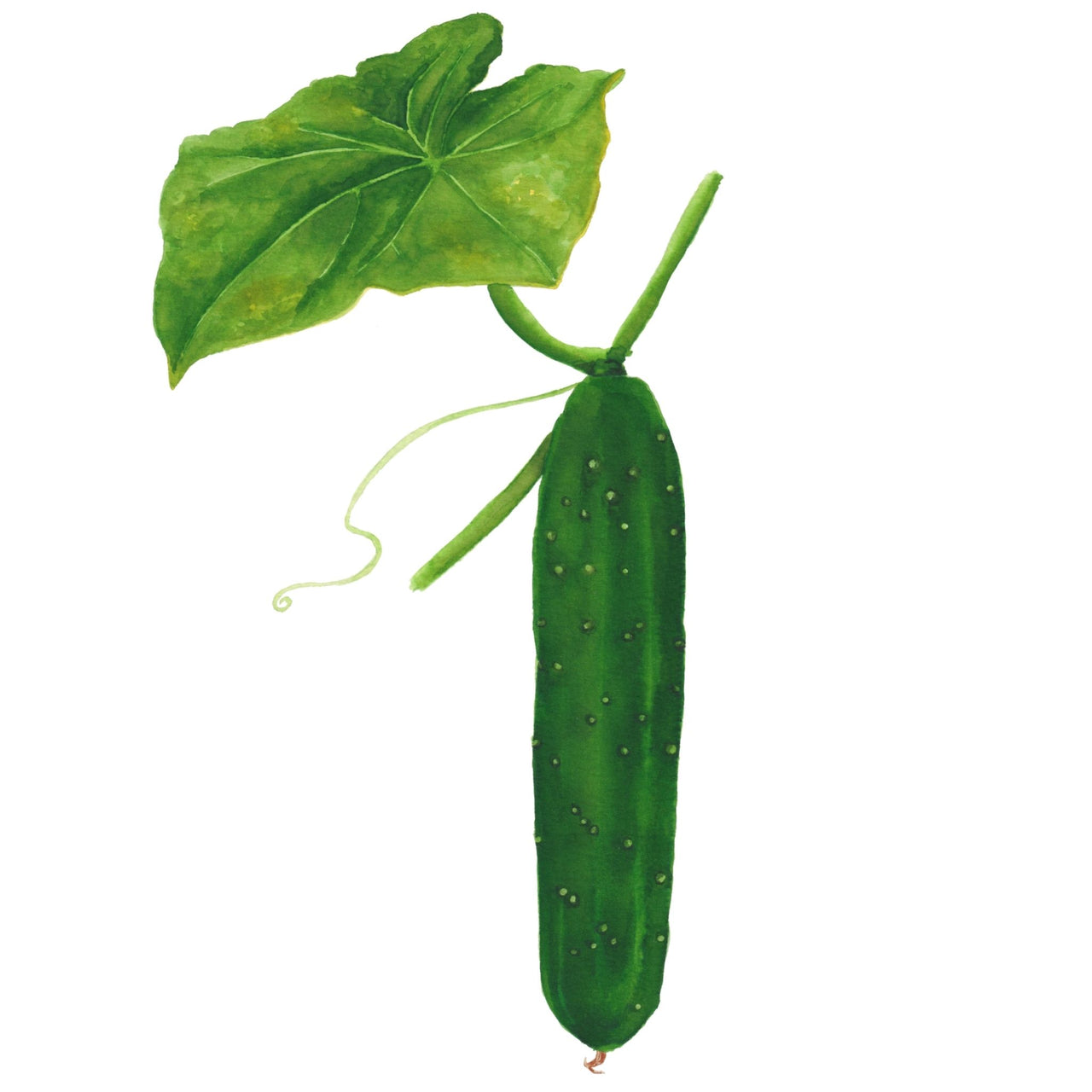 Cucumber Seeds | Beit Alpha