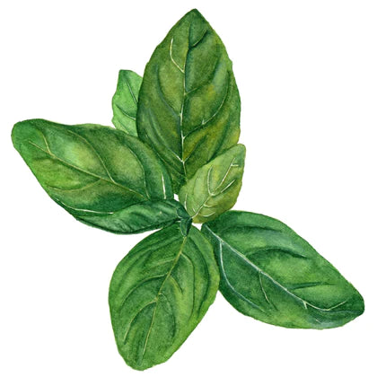 Basil Seeds | Genovese