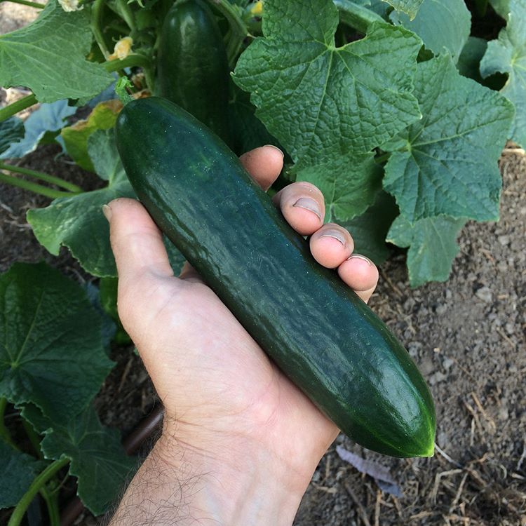 Cucumber Seeds | Beit Alpha