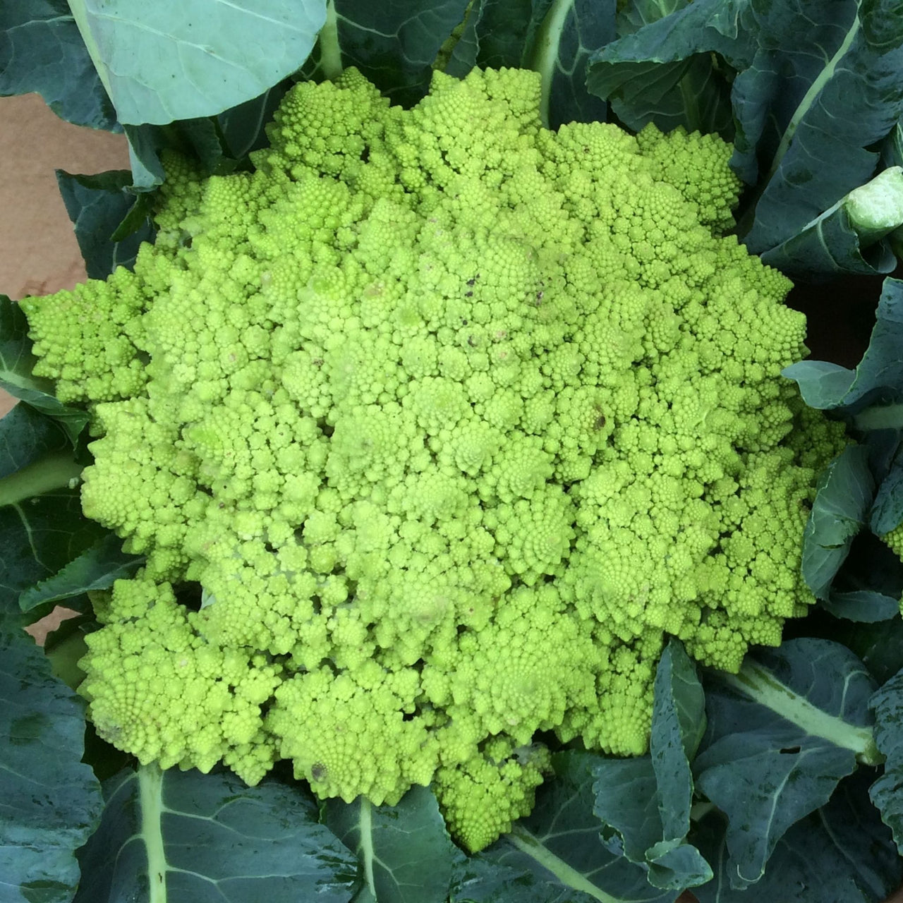 Broccoli Seed | Romanesco