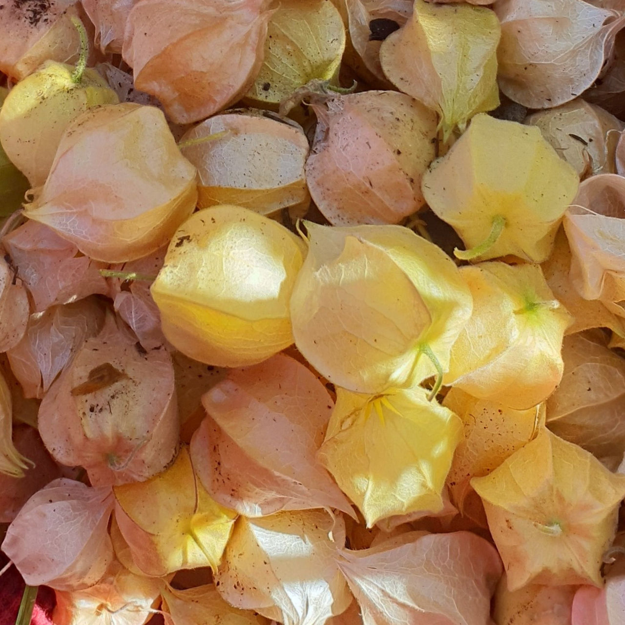 Cape Gooseberry Seeds | Golden Nugget