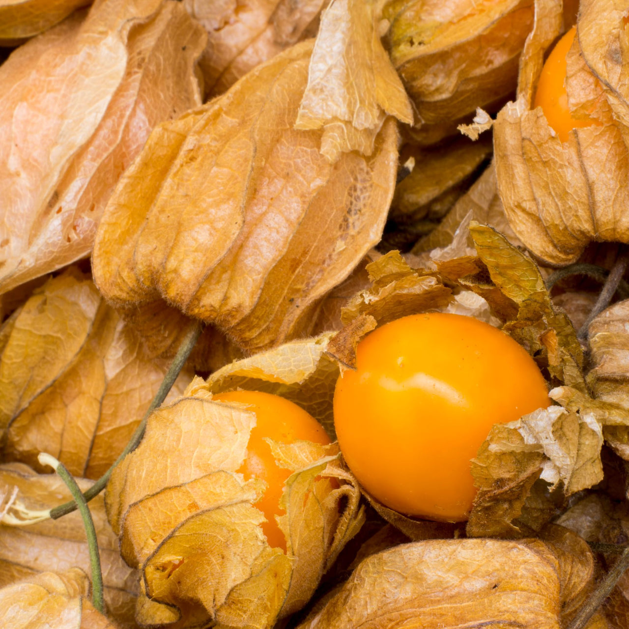 Cape Gooseberry Seeds | Golden Nugget