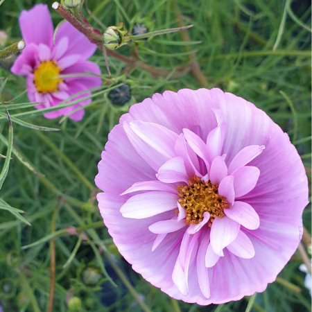 Cosmos Seeds | Cupcake