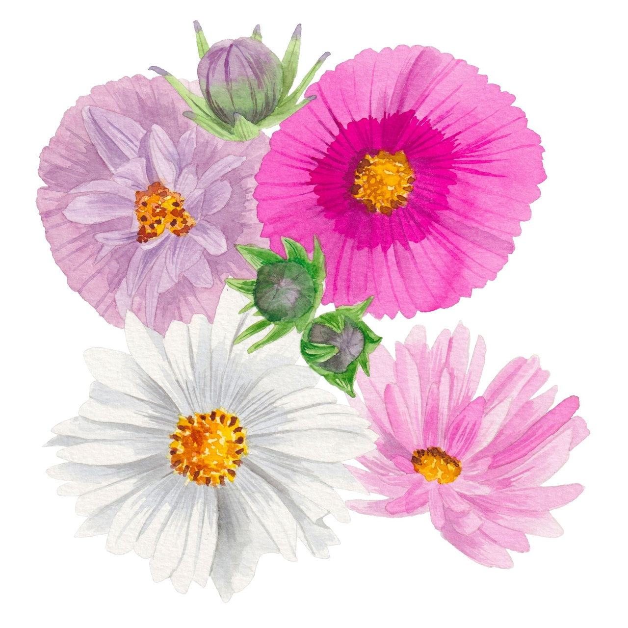 Cosmos Seeds | Cupcake