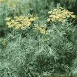 Dill Seeds | Bouquet