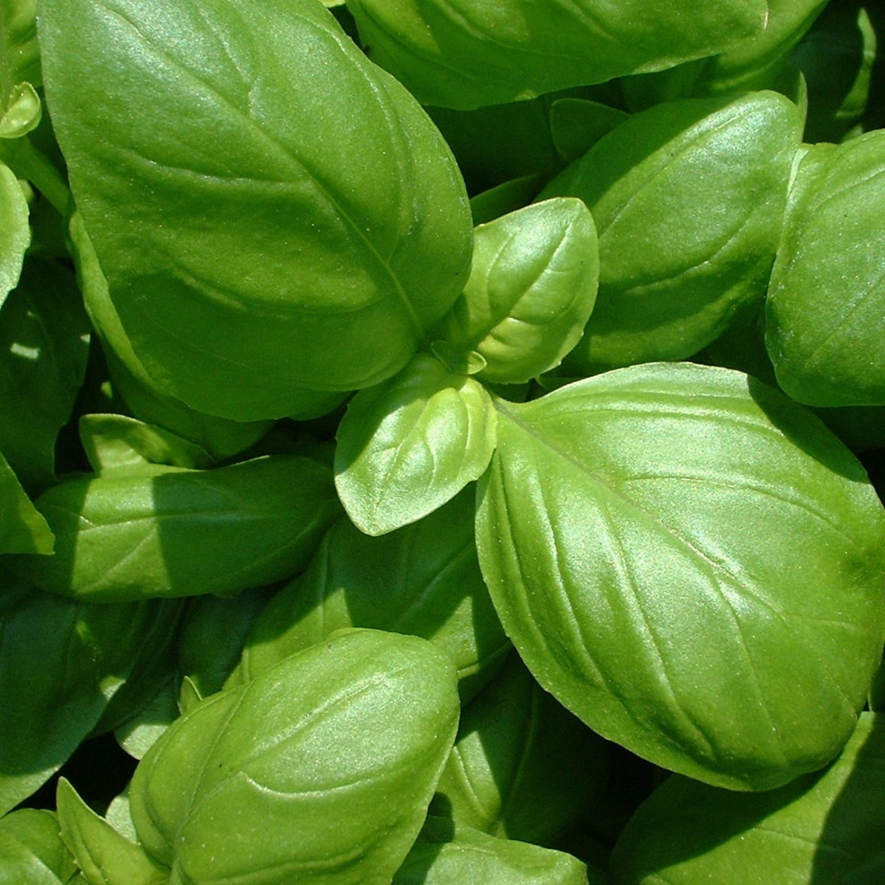 Basil Seeds | Genovese