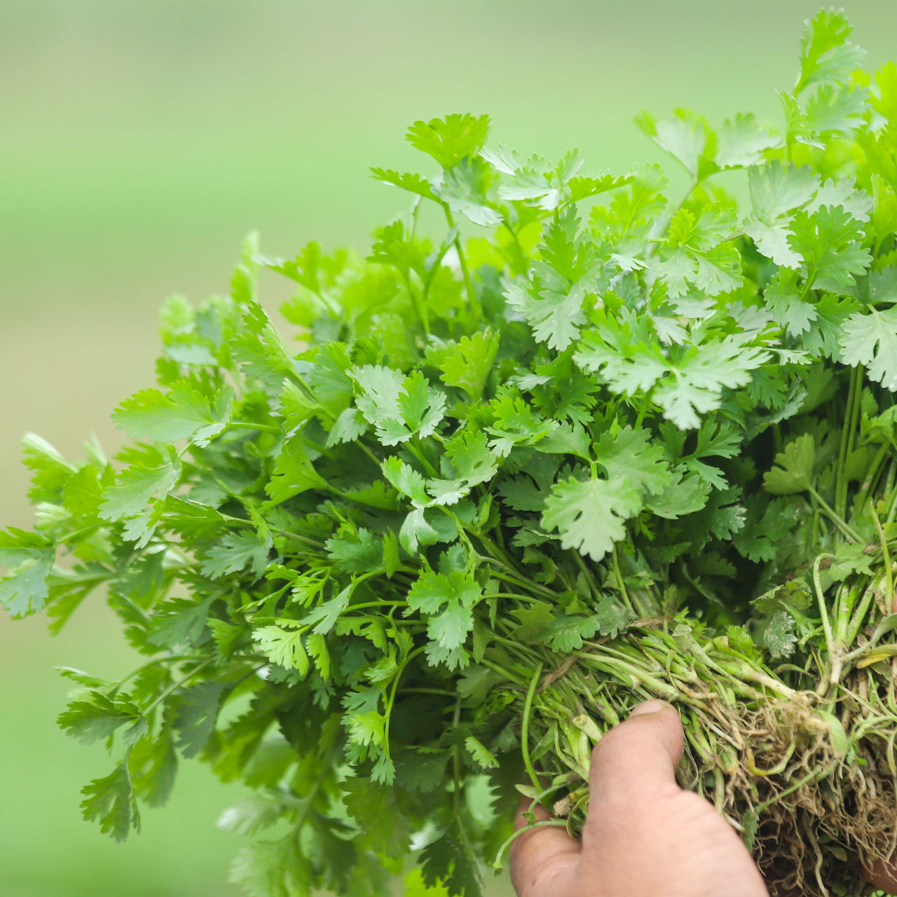 Coriander Seeds | Slowbolt