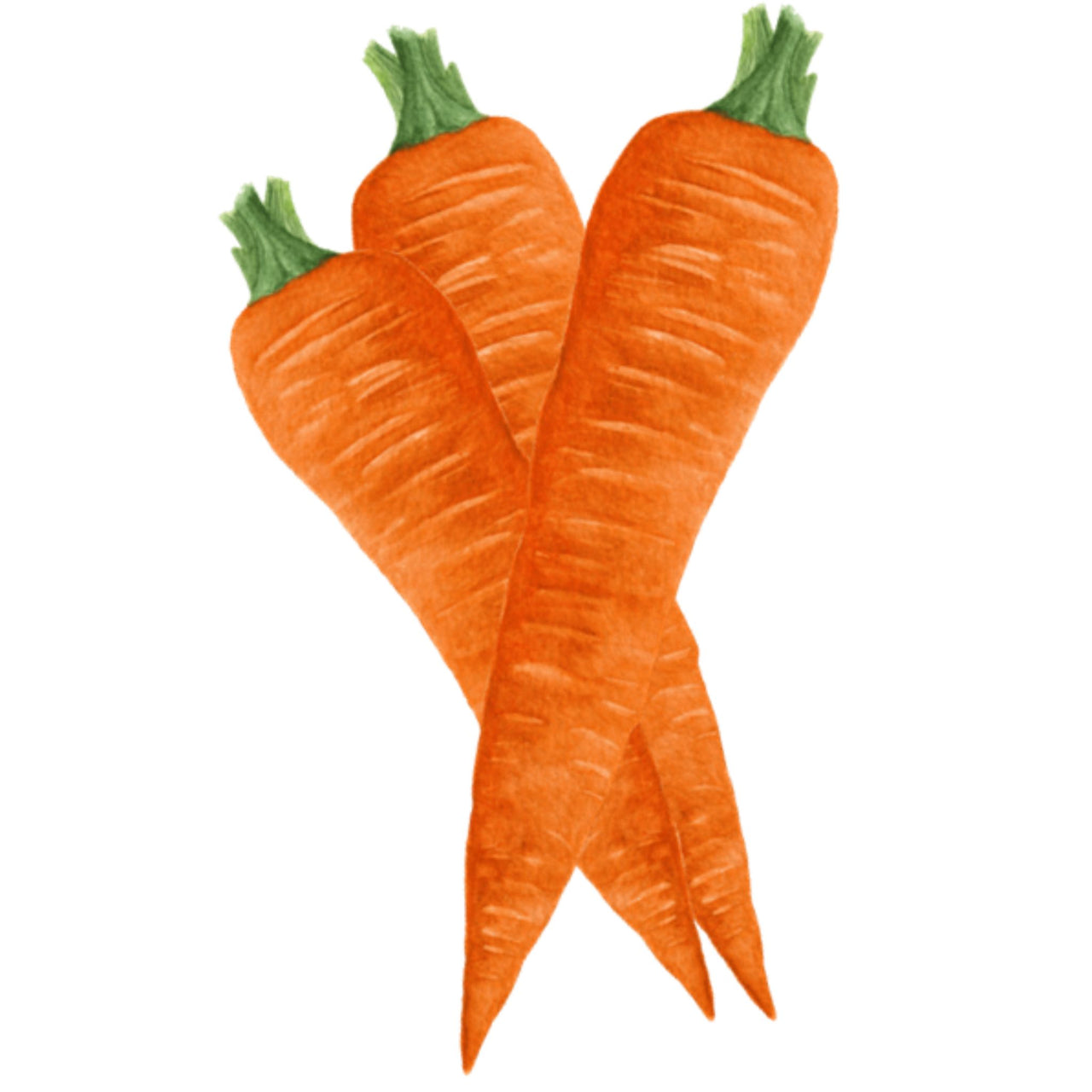 Carrot Seeds | Autumn Giant (Flak)