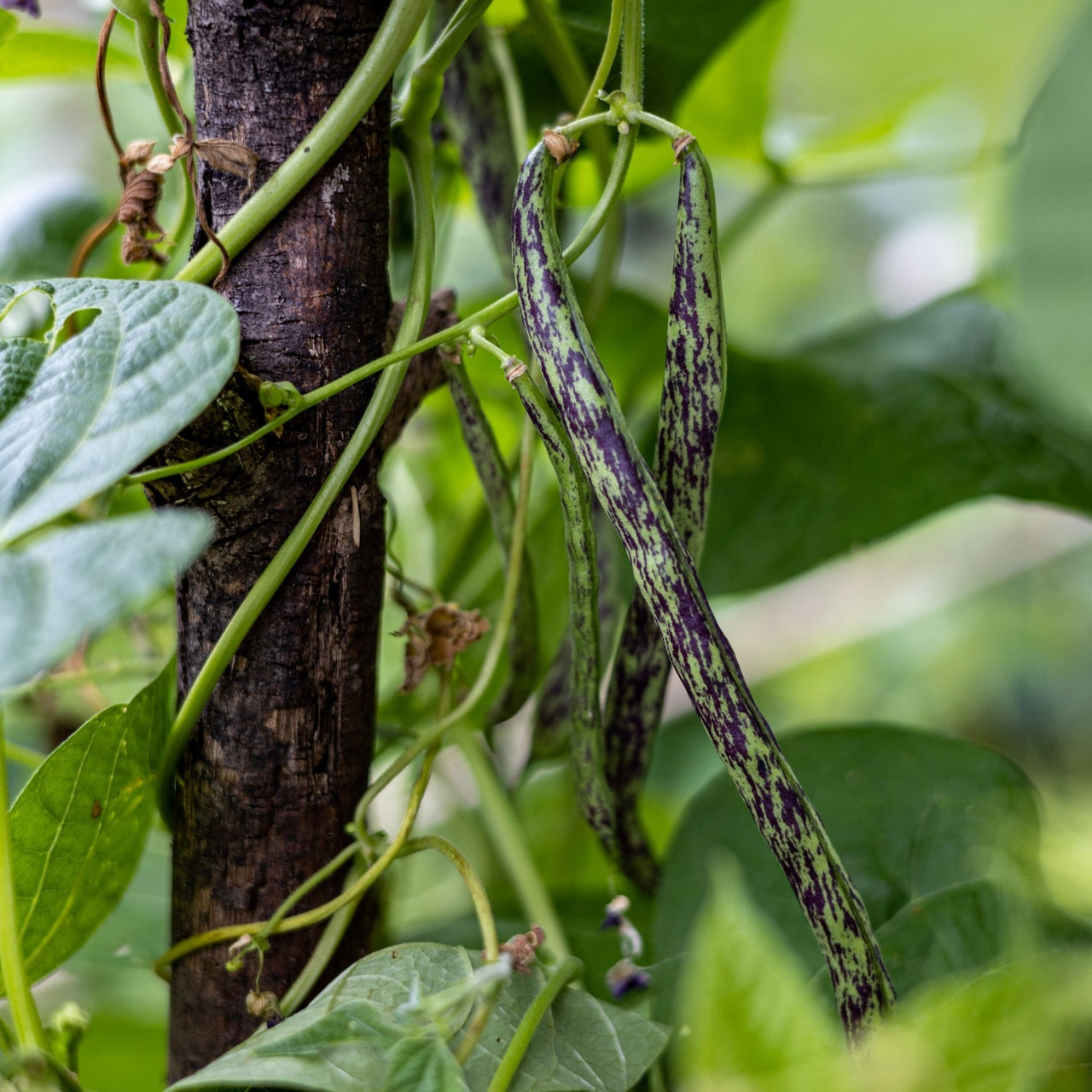 Bean Seeds | Rattlesnake