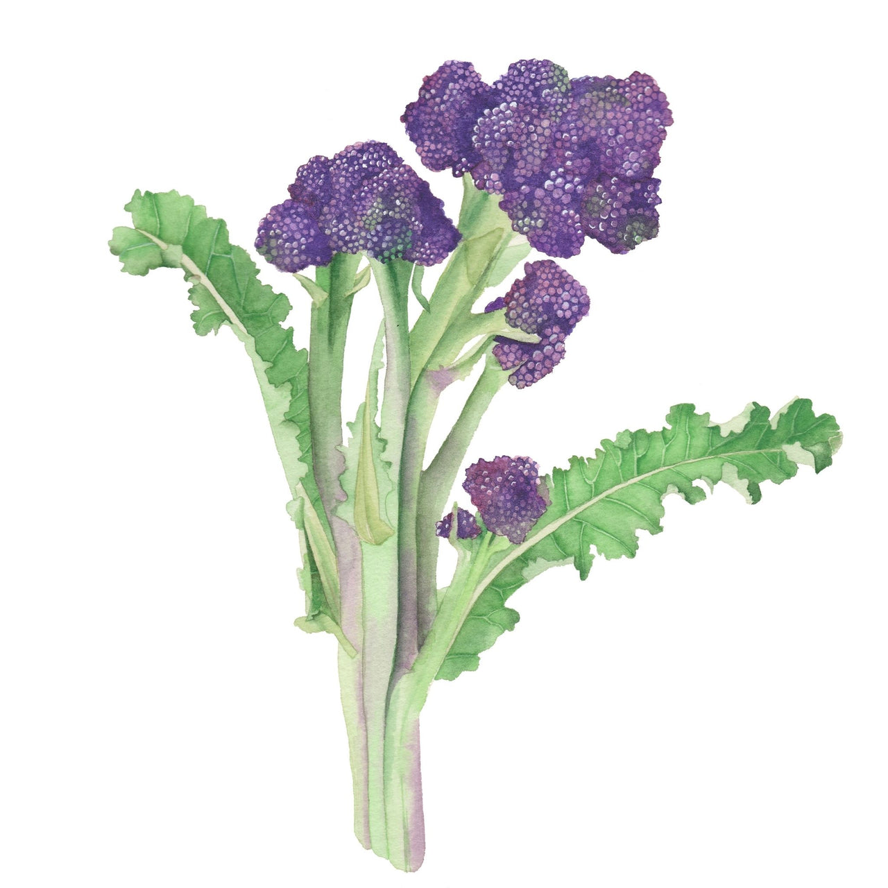 Broccoli Seeds | Purple Sprouting