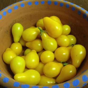 Tomato Seeds | Beam's Yellow Pear