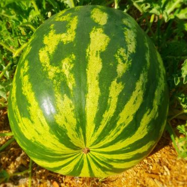 Watermelon seeds | Warpaint