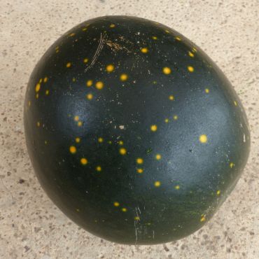 Watermelon | Moon and Stars