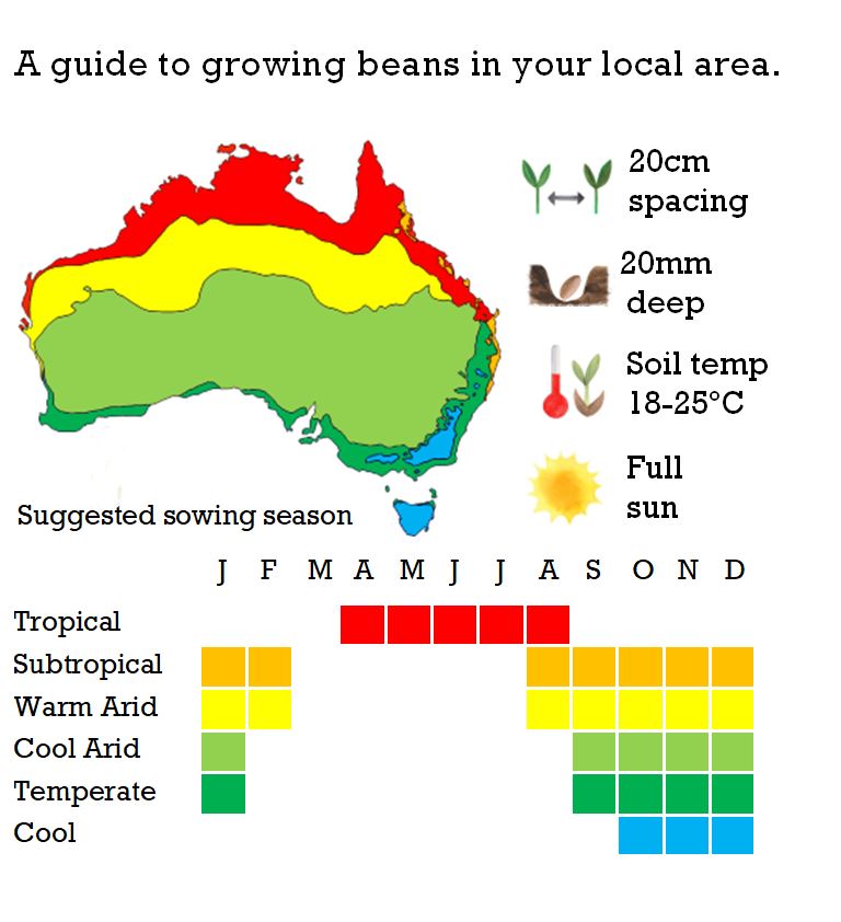 When to plant beans from seed