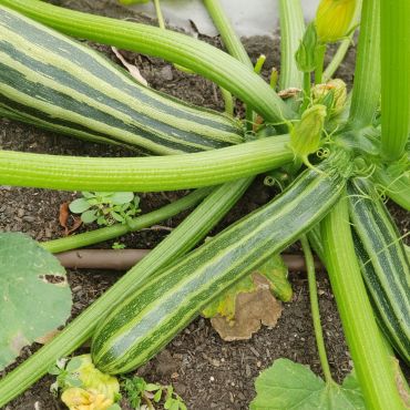 Zucchini Seeds | Cocozelle