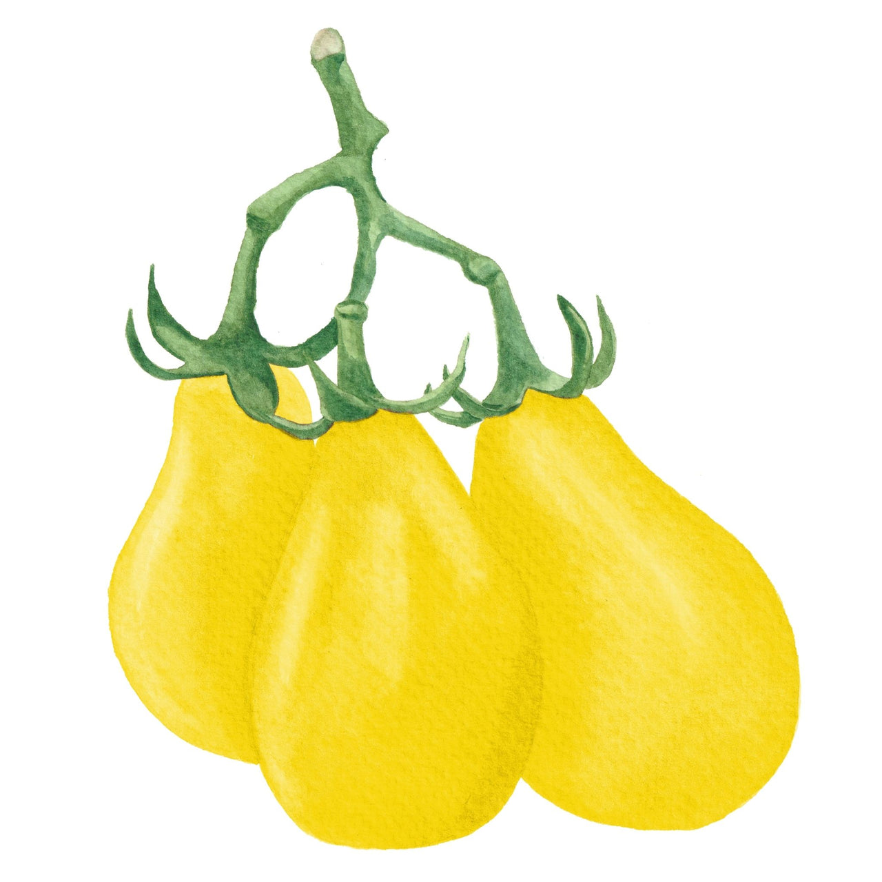 Tomato Seeds | Beam's Yellow Pear