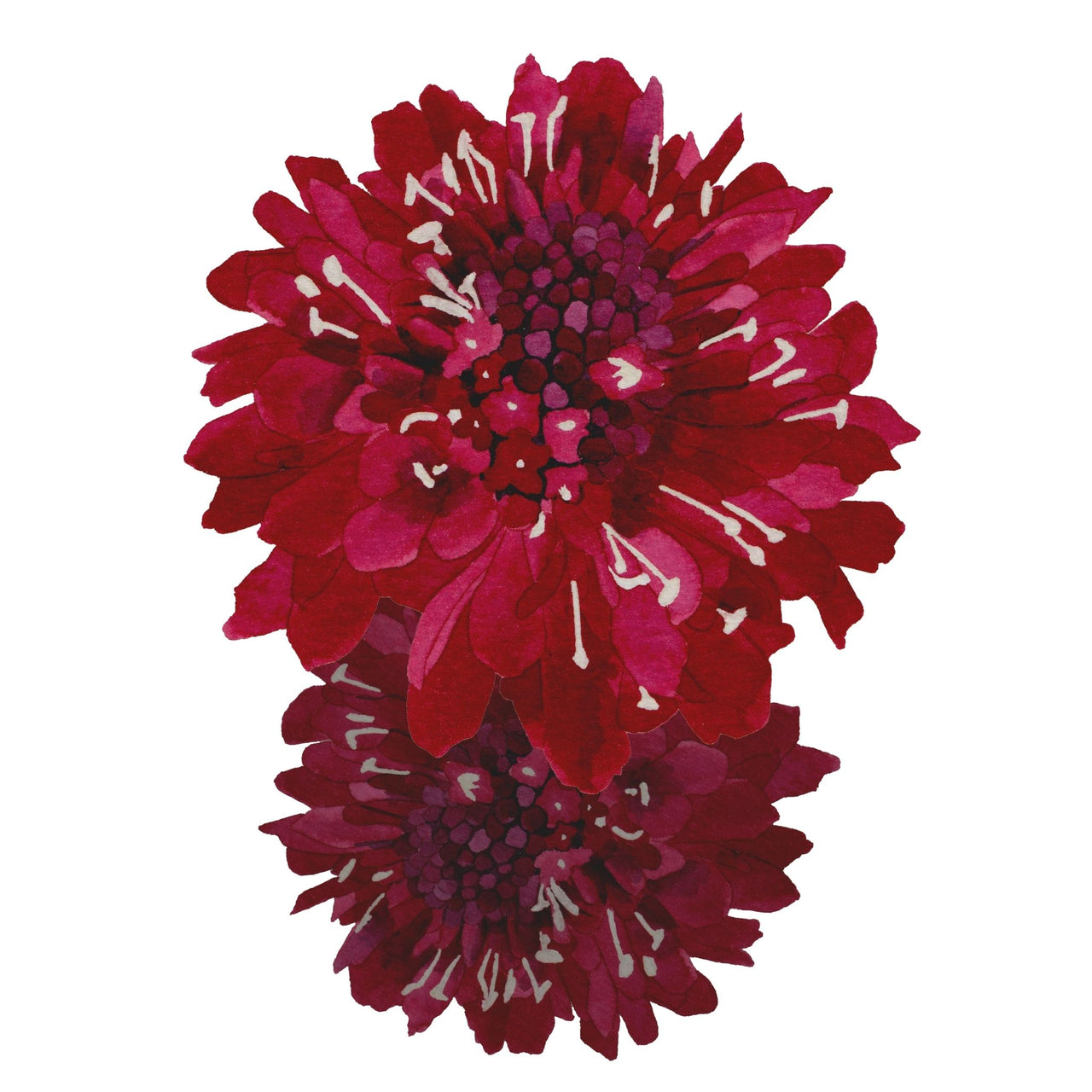 Scabiosa Seeds | Black Knight