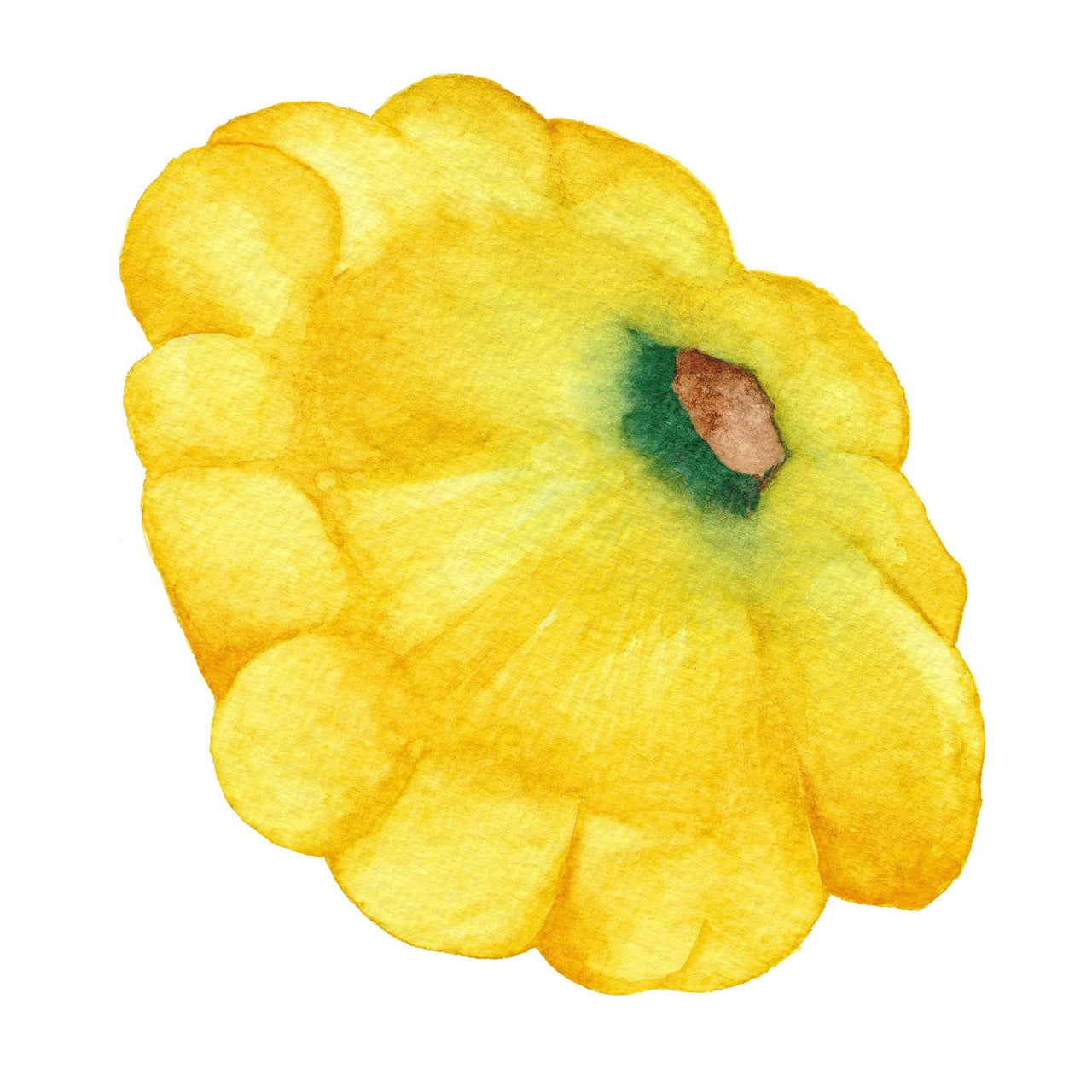 Squash Seeds | Golden Buttons