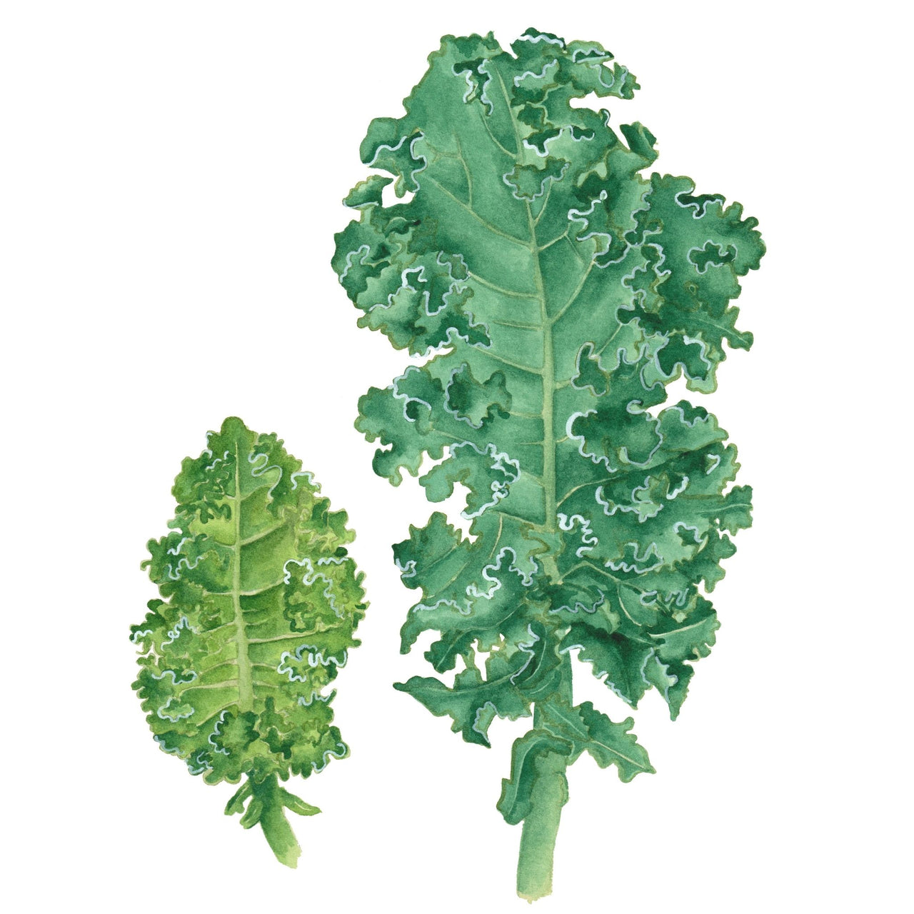 Kale Seeds | Dwarf Siberian