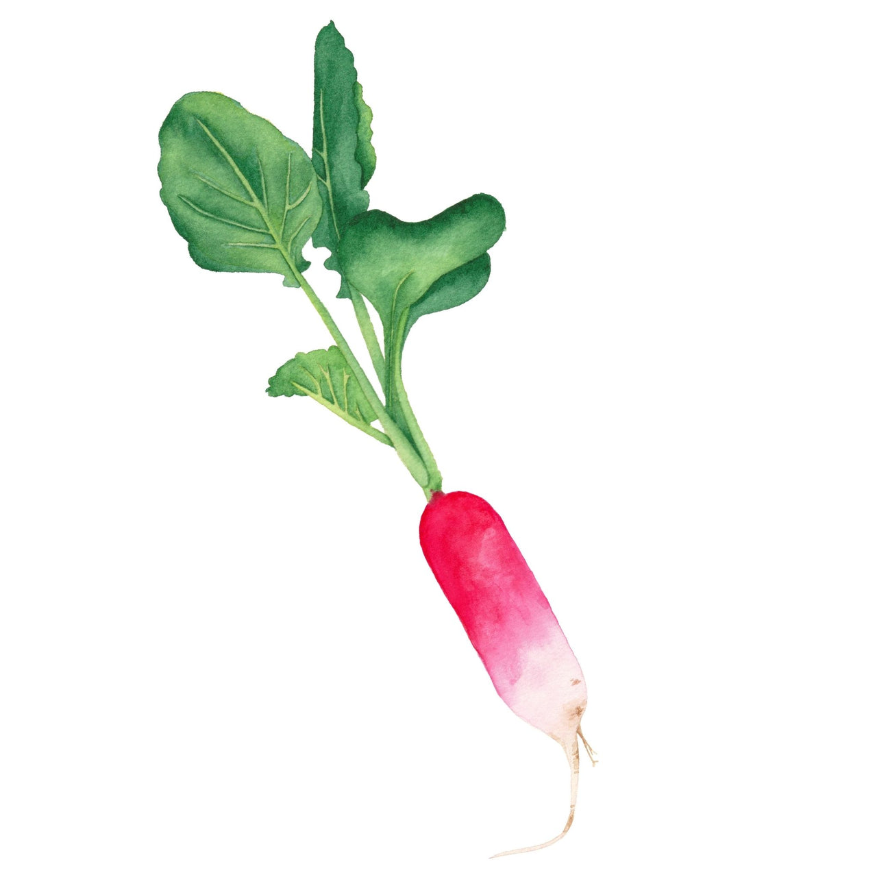 Radish Seed | French Breakfast