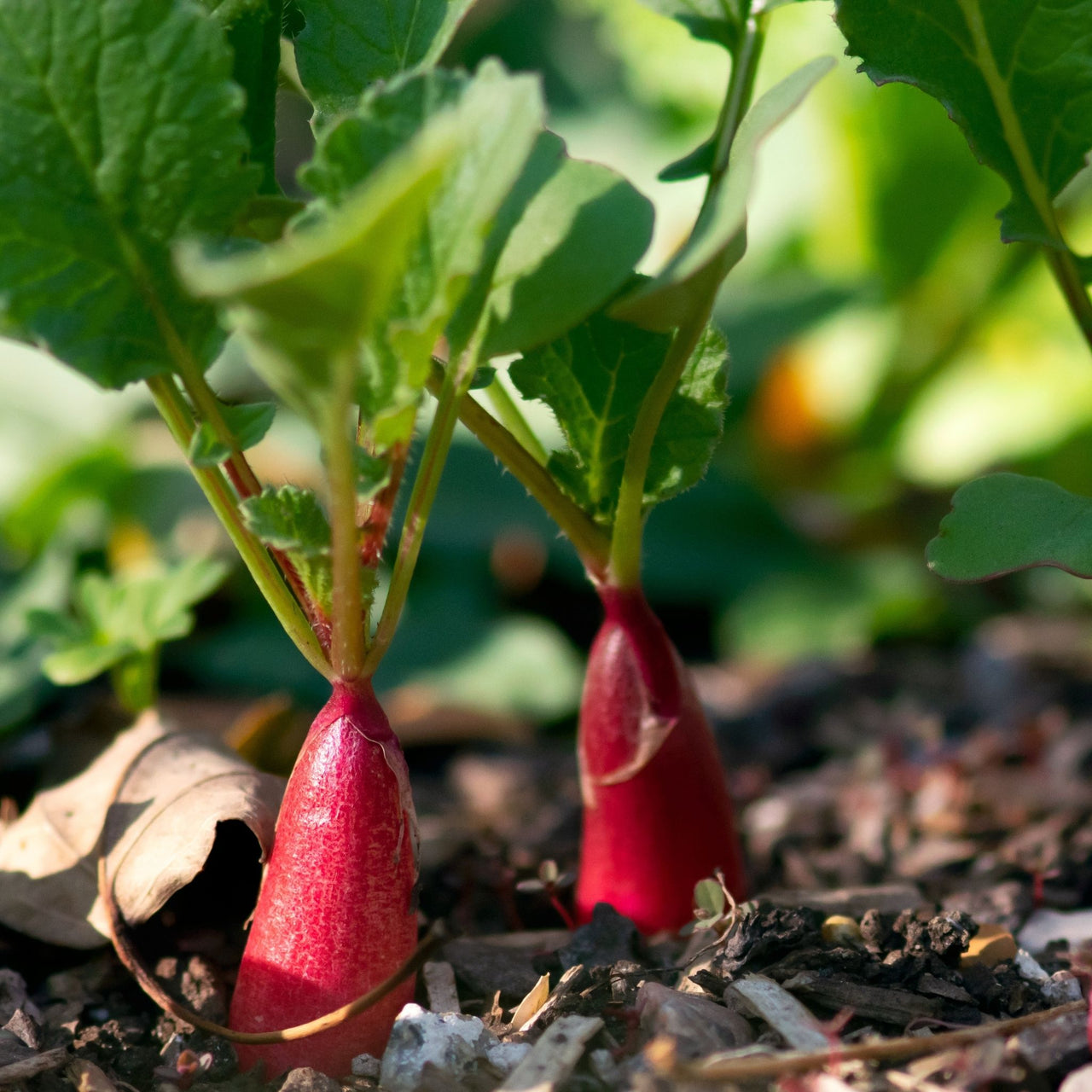 Radish Seed | French Breakfast