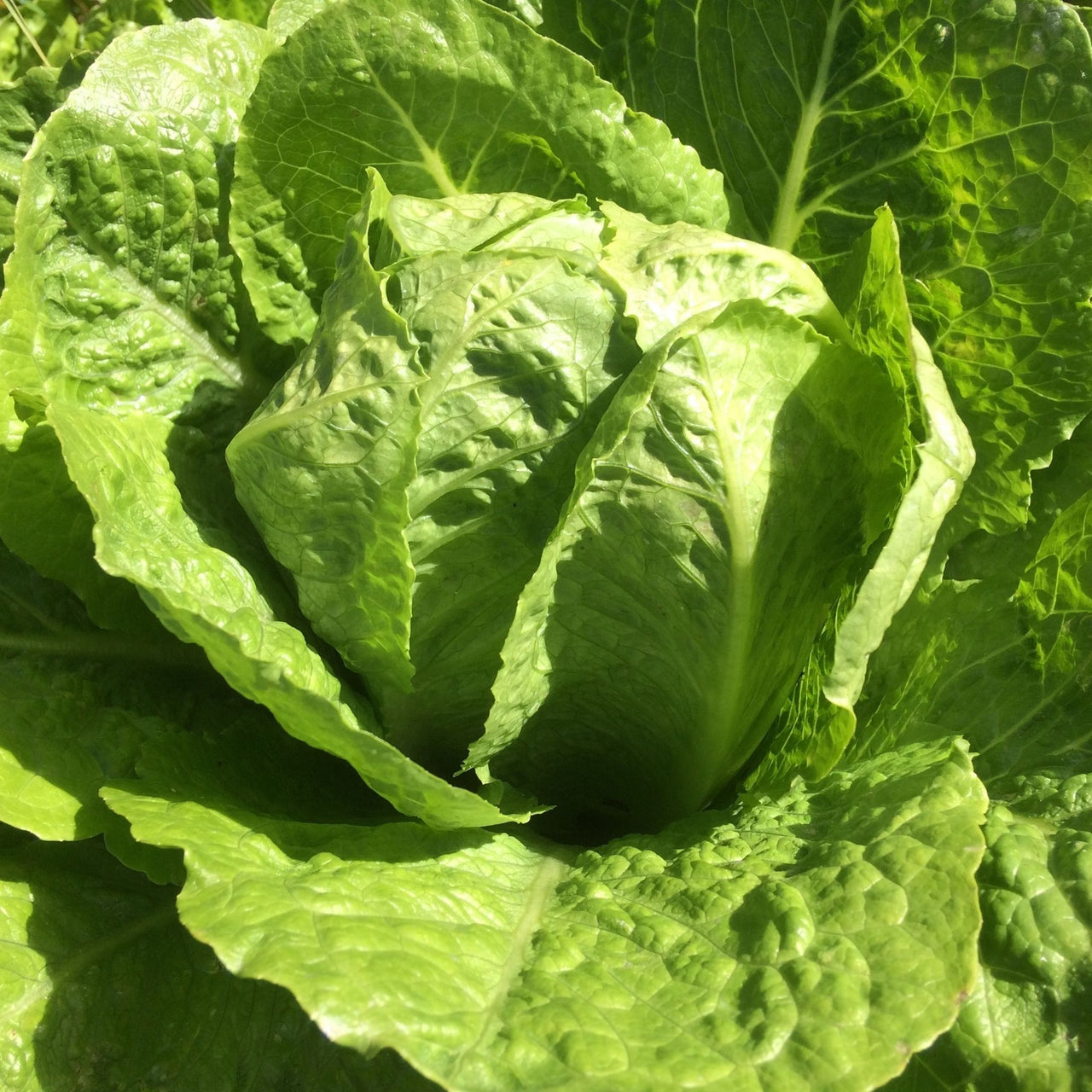 Lettuce Seeds | Parris Island Cos