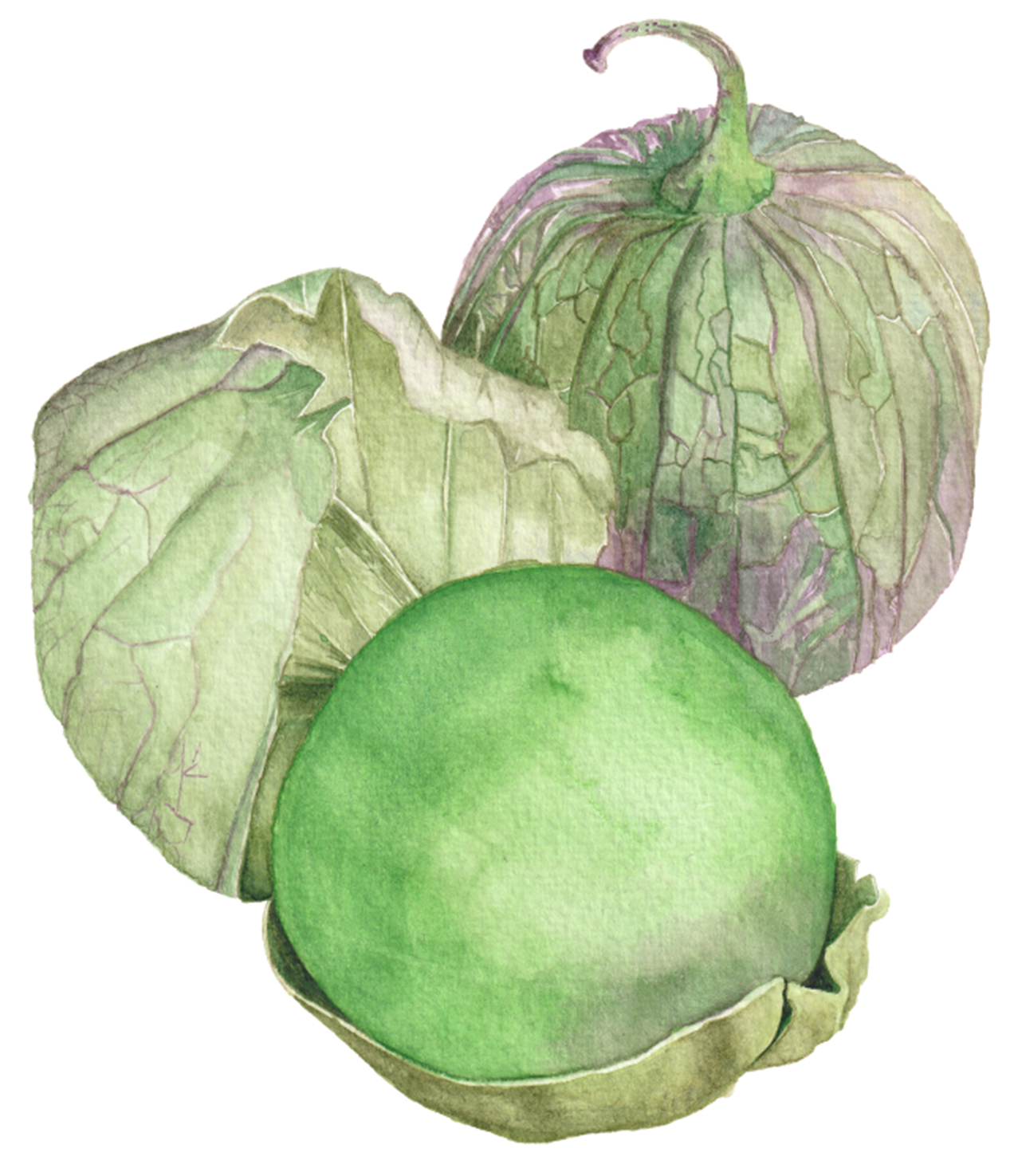 Tomatillo Seeds | Purple