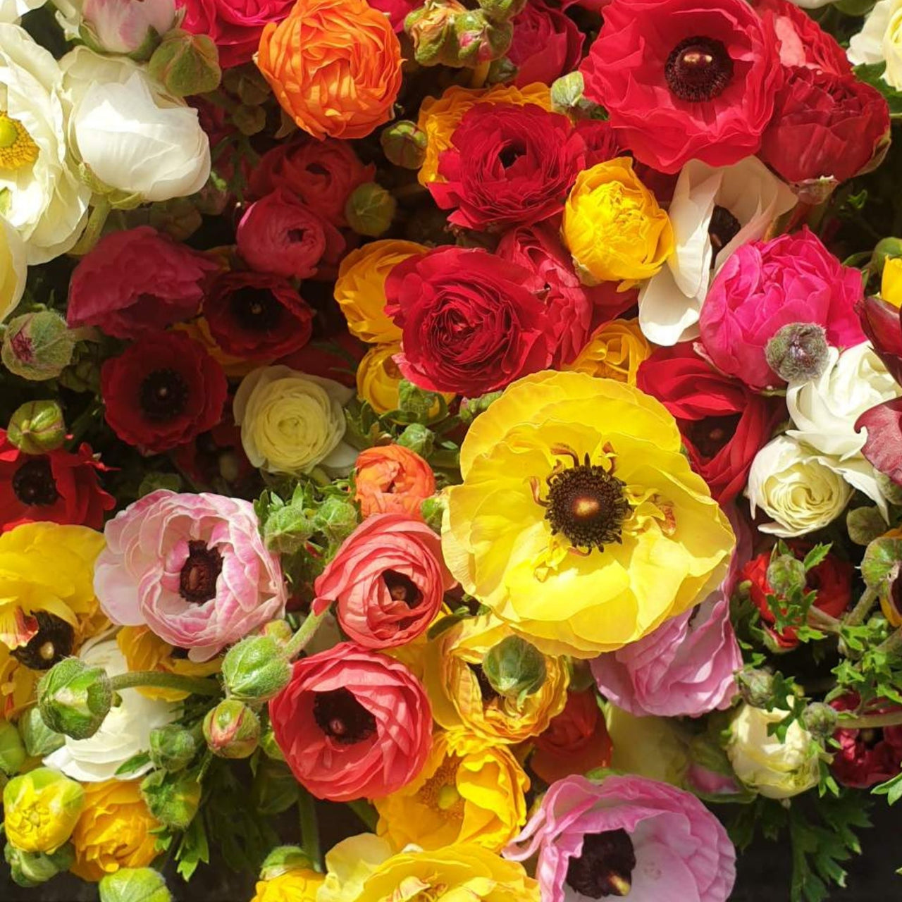 Ranunculus Seed | Radiant Mix