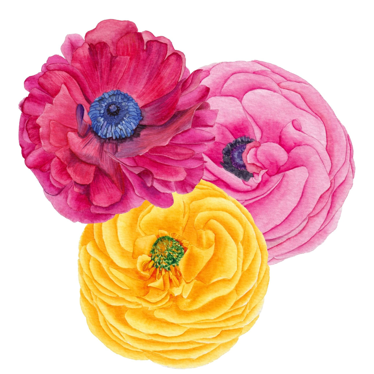 Ranunculus Seed | Radiant Mix