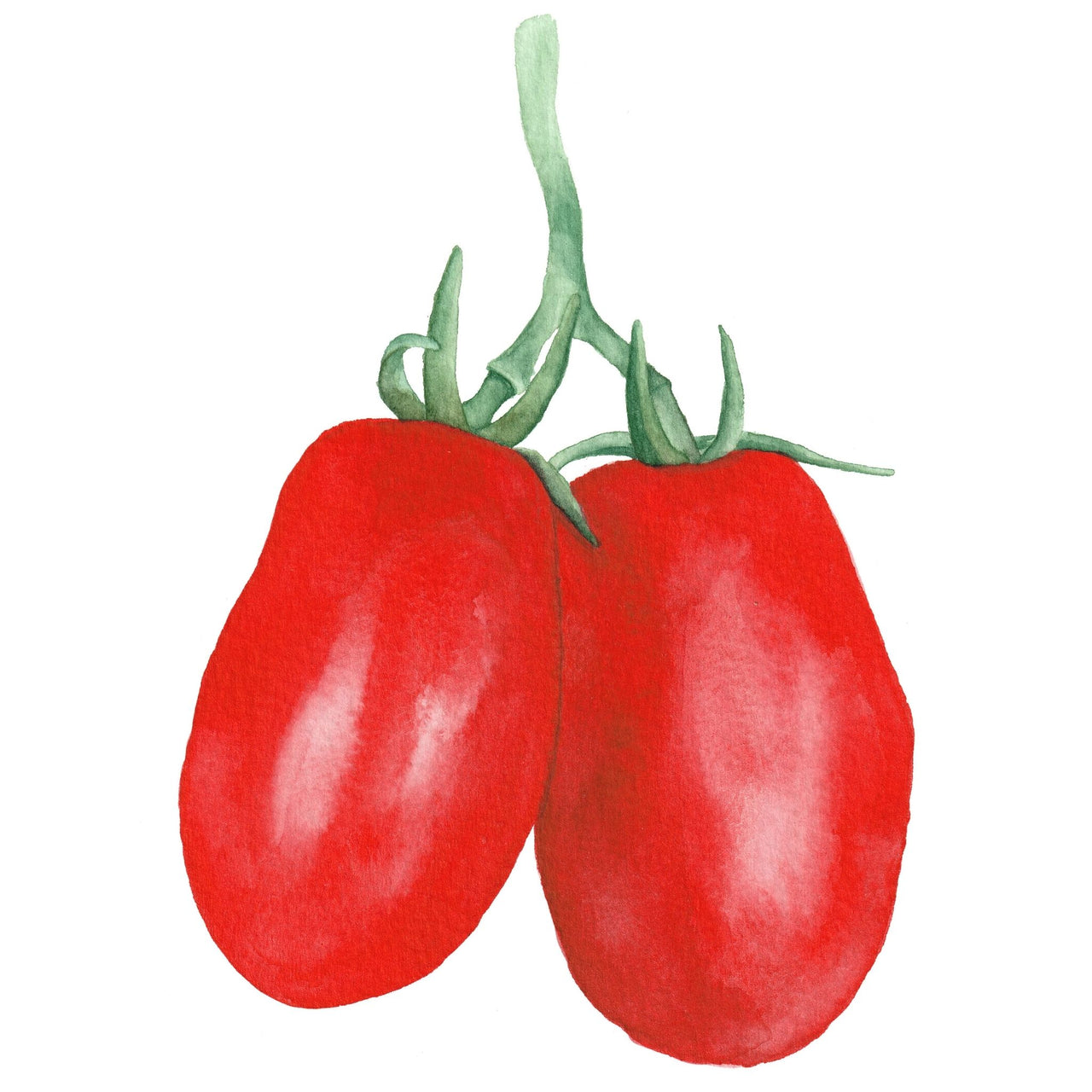 Tomato Seeds | San Marzano