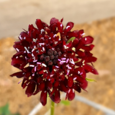 Scabiosa Seeds | Black Knight