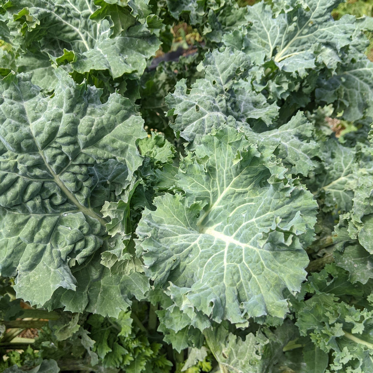 Kale Seeds | Dwarf Siberian