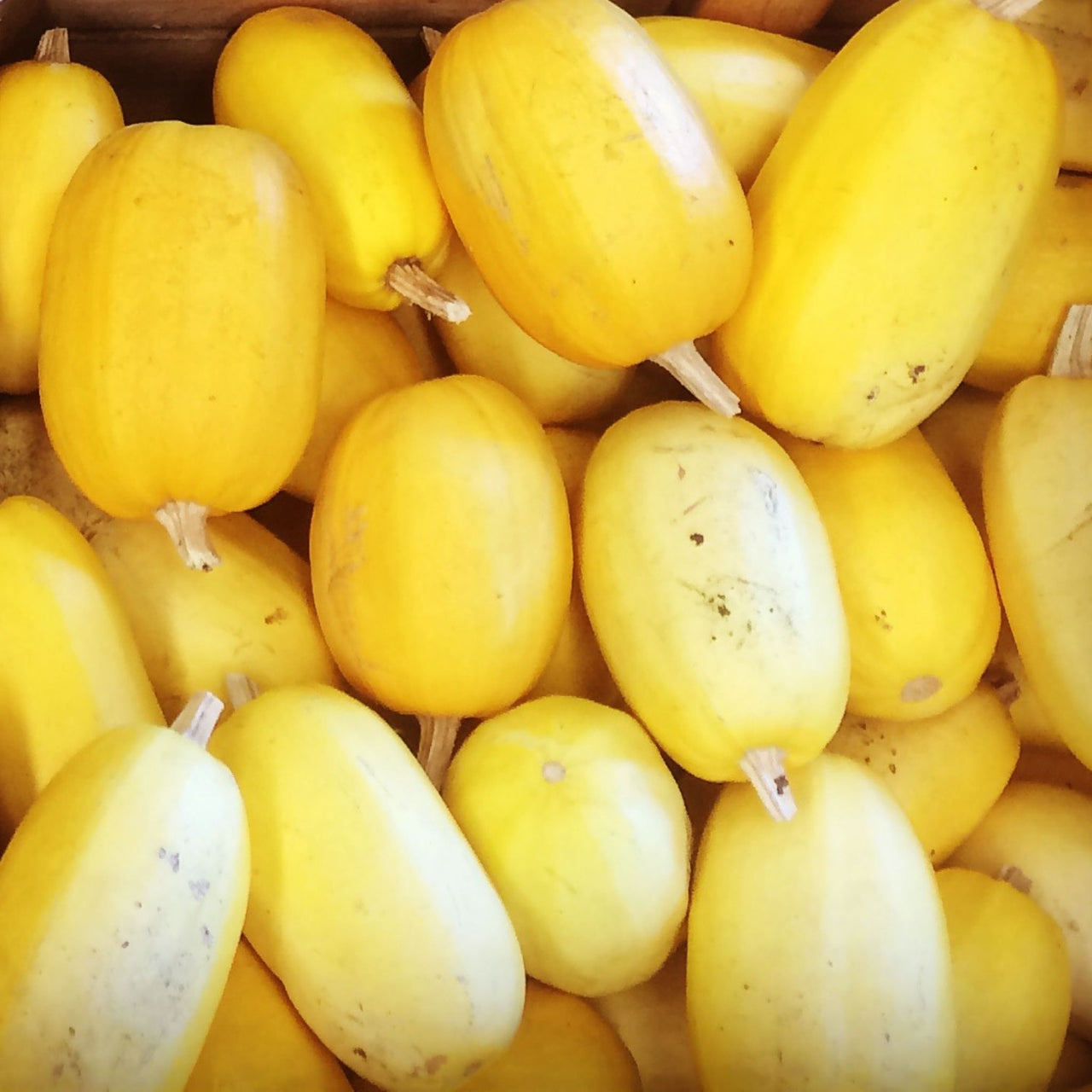 Squash Seeds | Vegetable Spaghetti