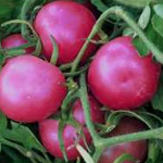 Tomato Seeds | Pink Ping Pong