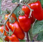Tomato Seeds | San Marzano