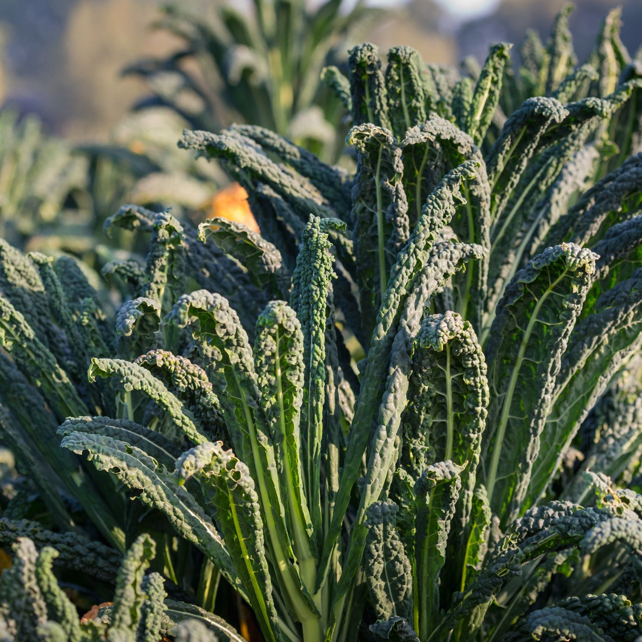 Kale Seeds | Tuscan