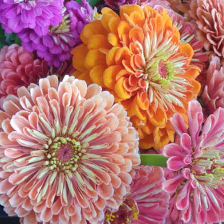 Zinnia Seeds | Sunshine Mix