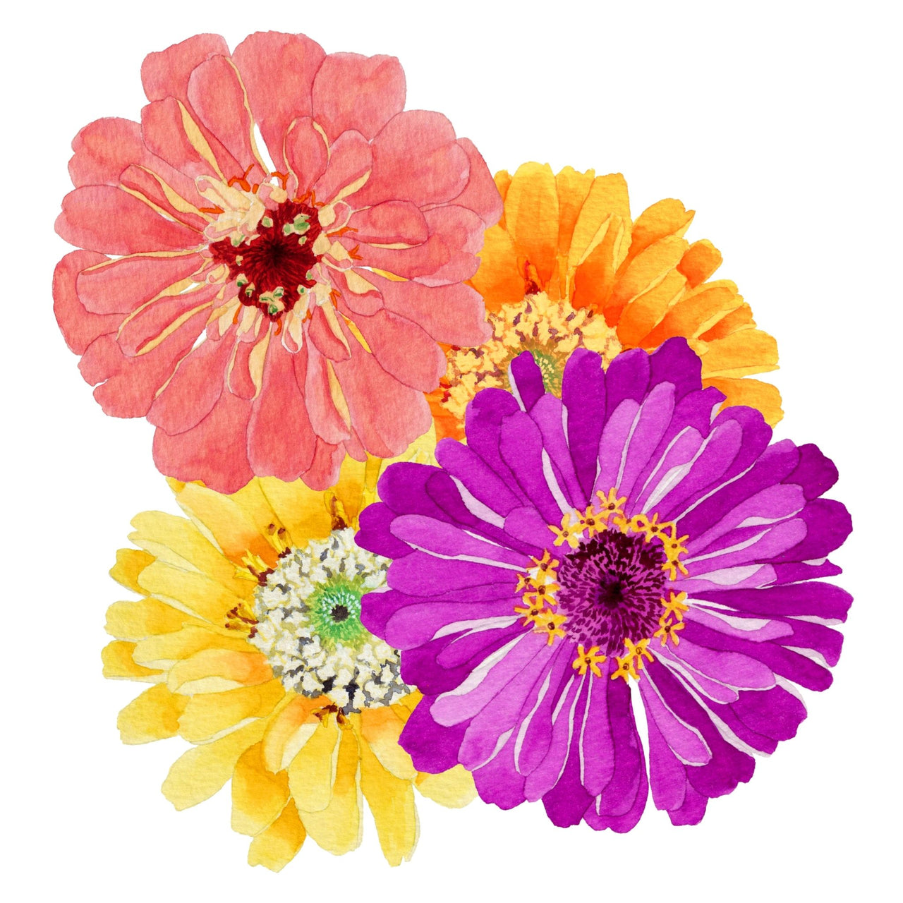 Zinnia Seeds | Sunshine Mix