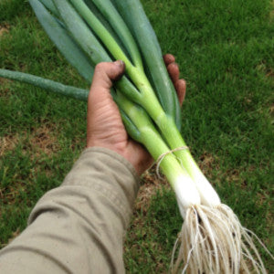 Grandstand Spring Onion Seeds
